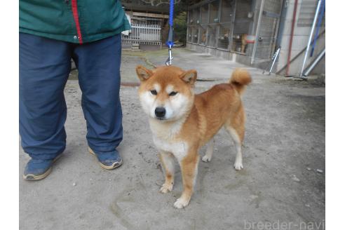 若浪の紅風号くん1枚目